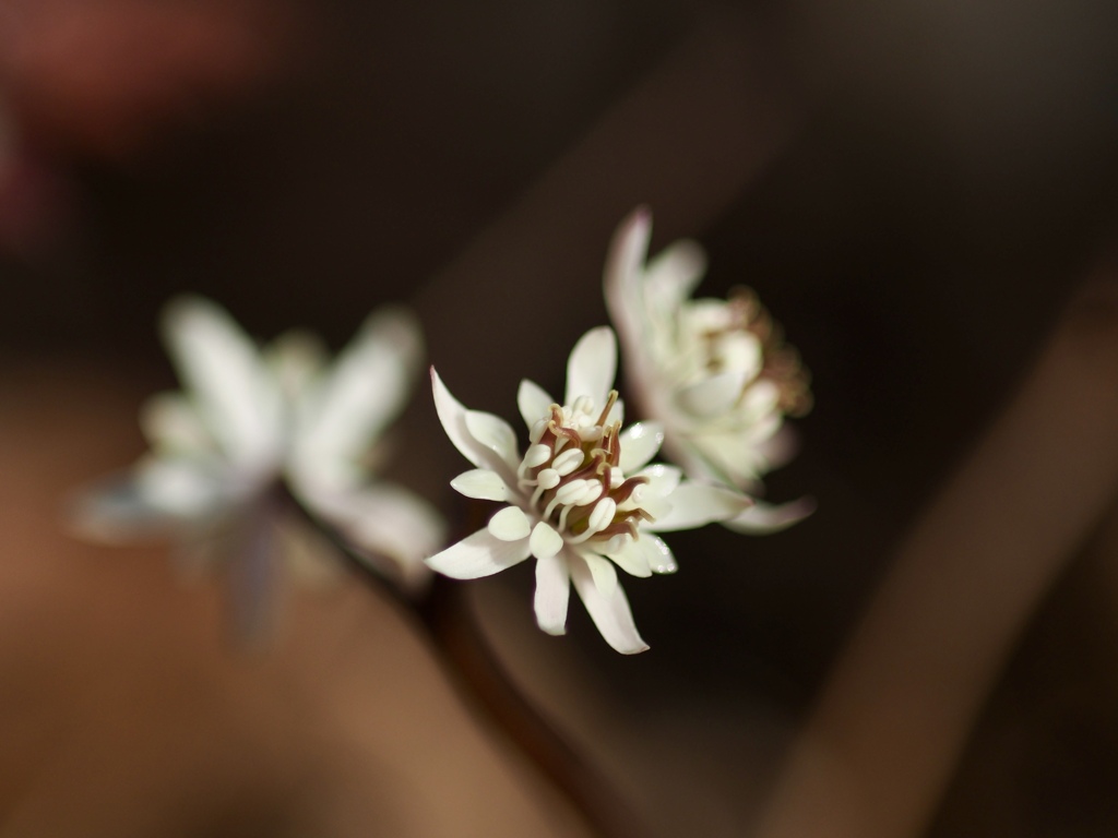 セリバオウレン