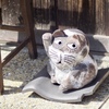 熊川宿の招き猫