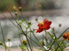 キバナコスモス