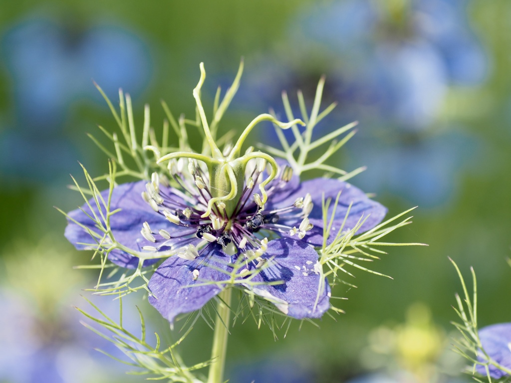 クロタネソウ　青花