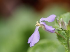 ムラサキハナナ