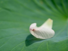 花弁
