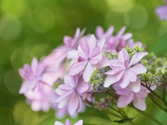 ダンスパーティ