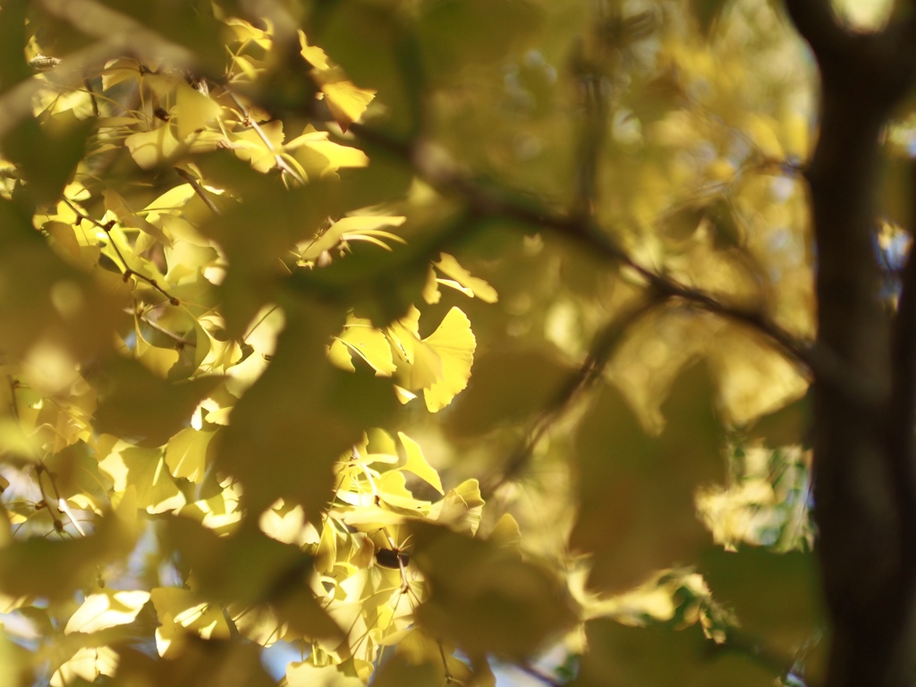 こがね色のイチョウ