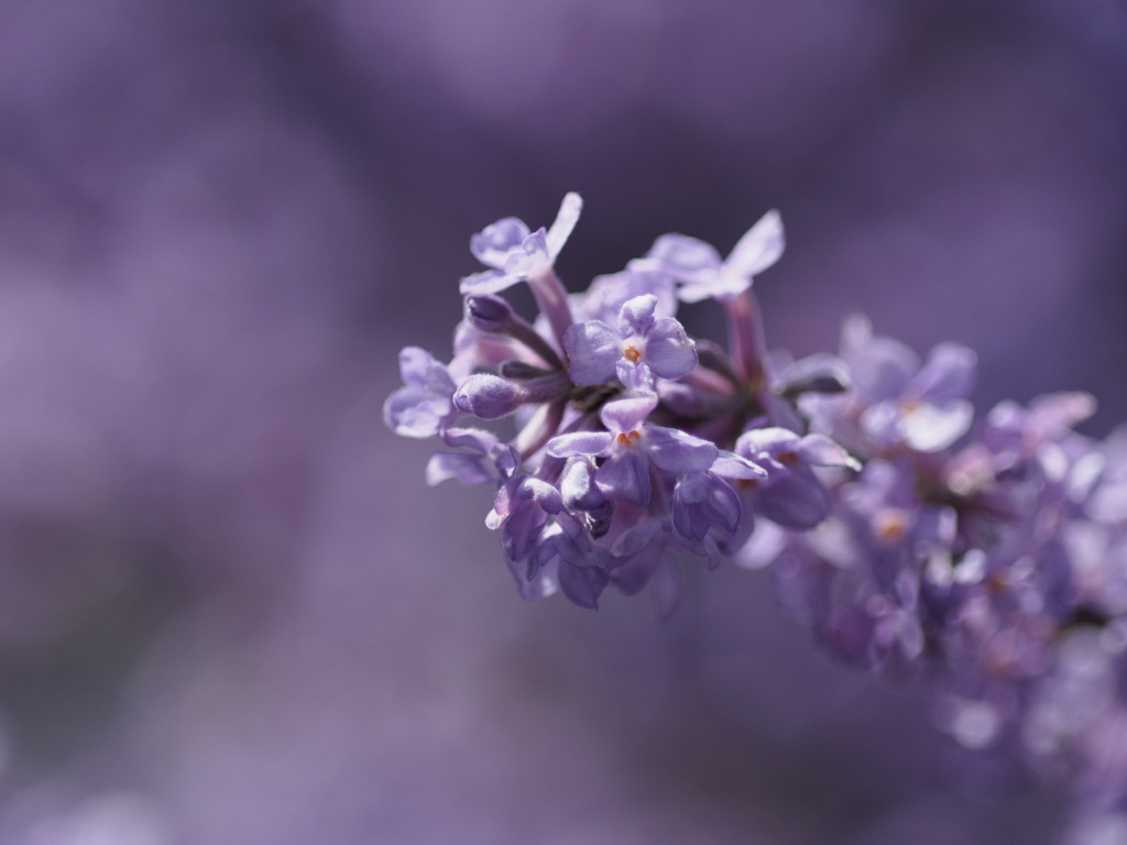 フジモドキ　いい匂いがします！