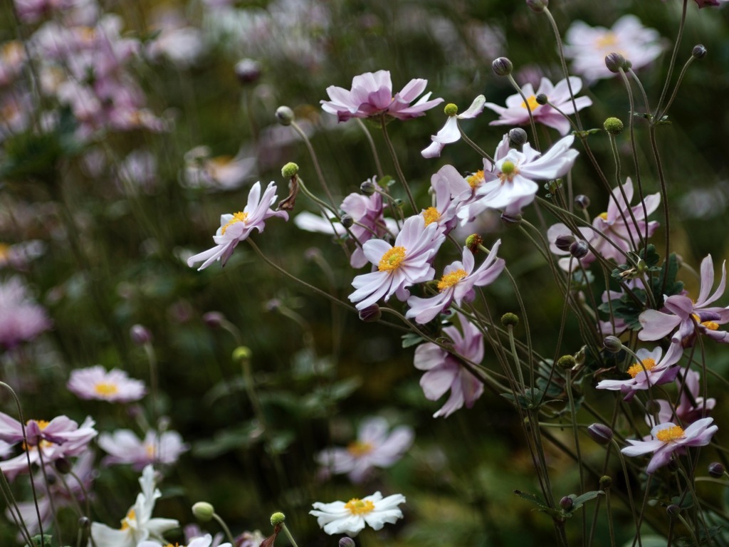 善峯寺の秋明菊