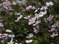 善峯寺の秋明菊