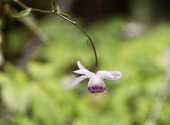 今年最後のレンゲショウマ