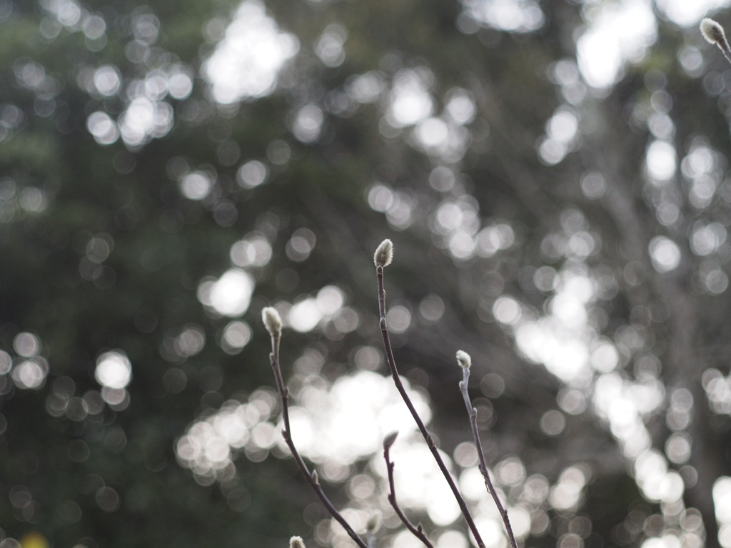 冬のシデコブシ