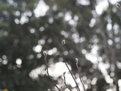 冬のシデコブシ