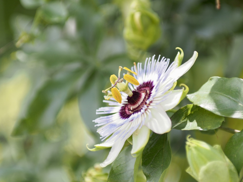 お昼前には開花します♪