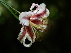 粋な姐さん　カノコユリ