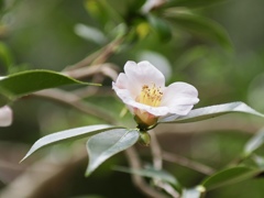 雪月花