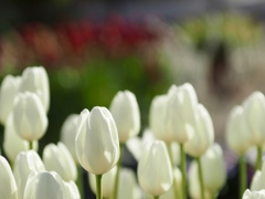 アイスチューリップ　白花
