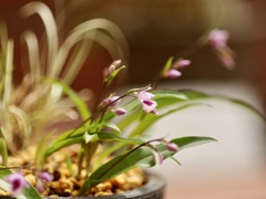 山草野草展にて　イワチドリ