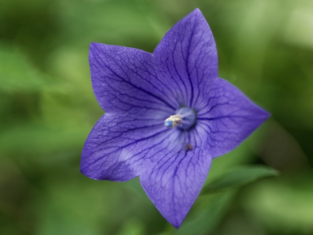 中心に宝石を抱いて