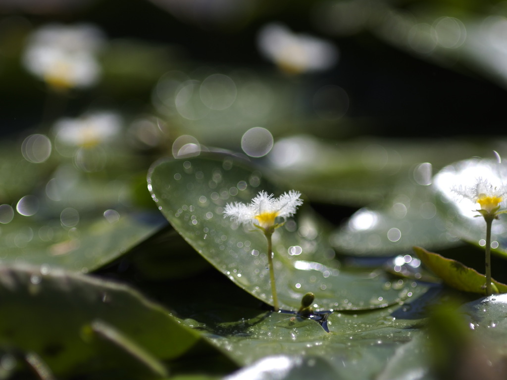 モジャモジャ君