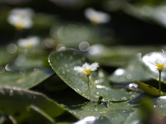 モジャモジャ君