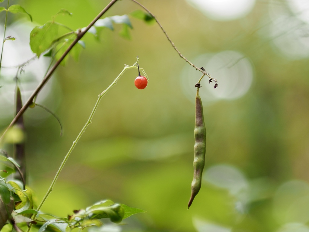 丸いのと長いのと