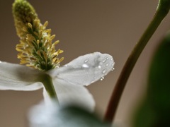 おうちでフォト　ドクダミの花