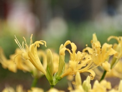 リコリス　黄色