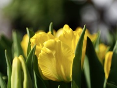 黄色いチューリップ
