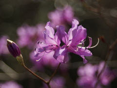 ツツジも咲き始めました。