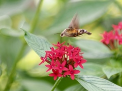ホウジャク飛ぶ