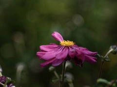 善峯寺の秋明菊2