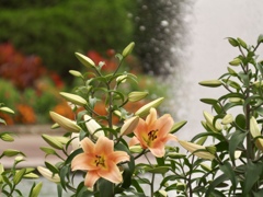 噴水広場のユリ