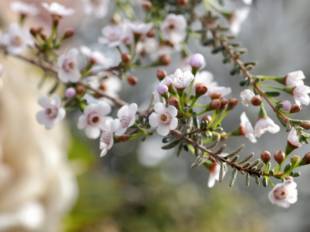 ワックスフラワー