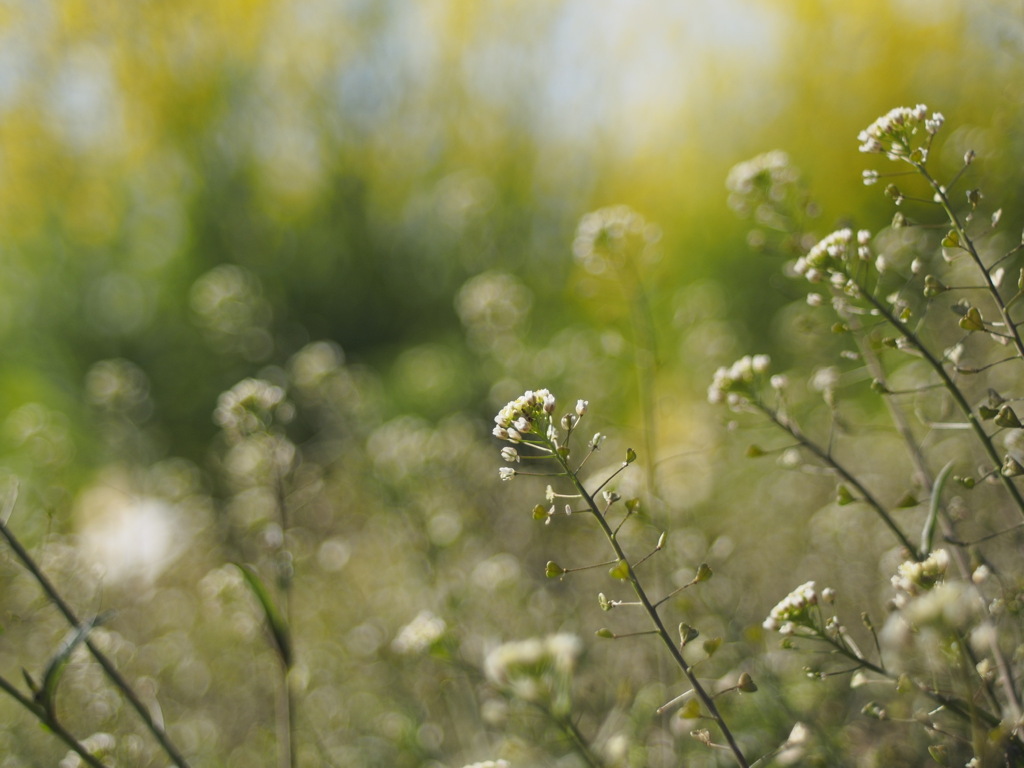 子供の頃の思い出　ナズナ