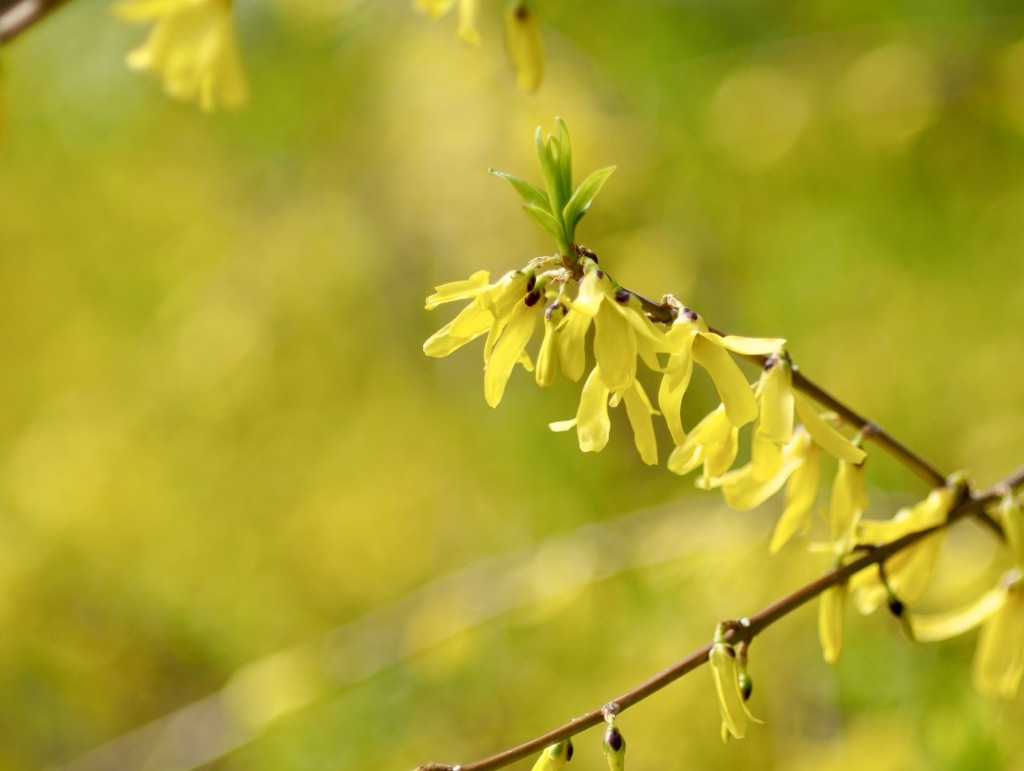 シナレンギョウ