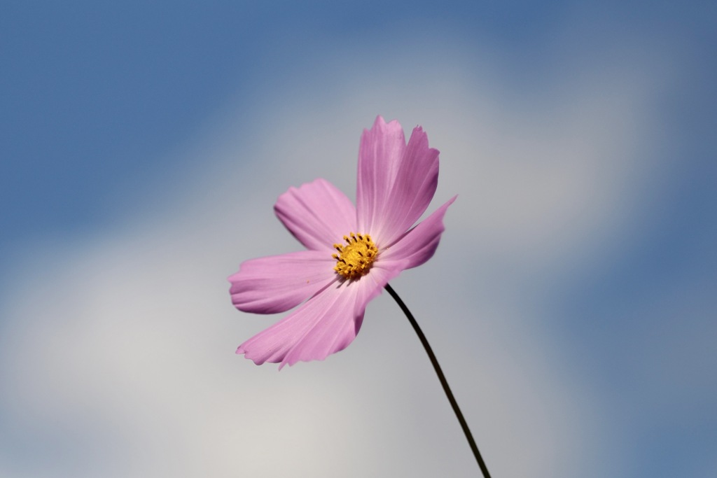 天高く馬肥ゆる秋