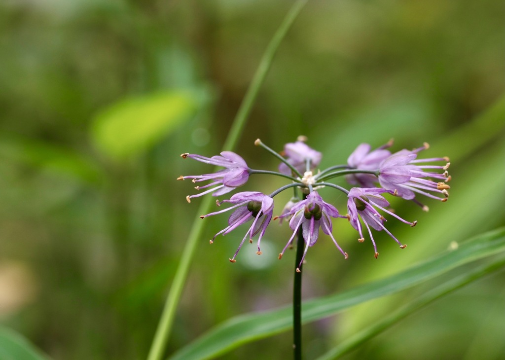 ヤマラッキョウ