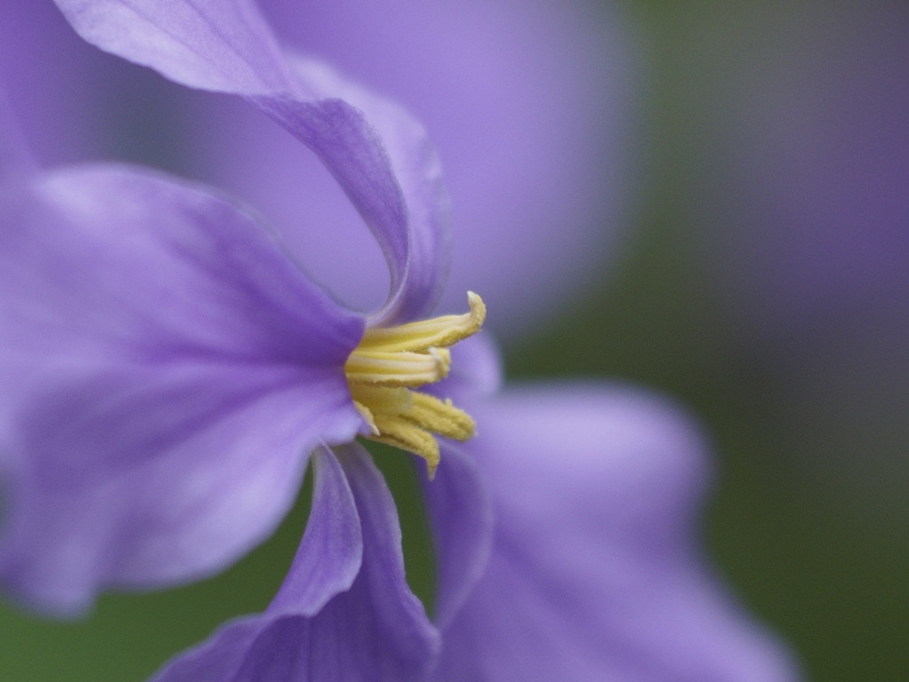 ムラサキハナナ