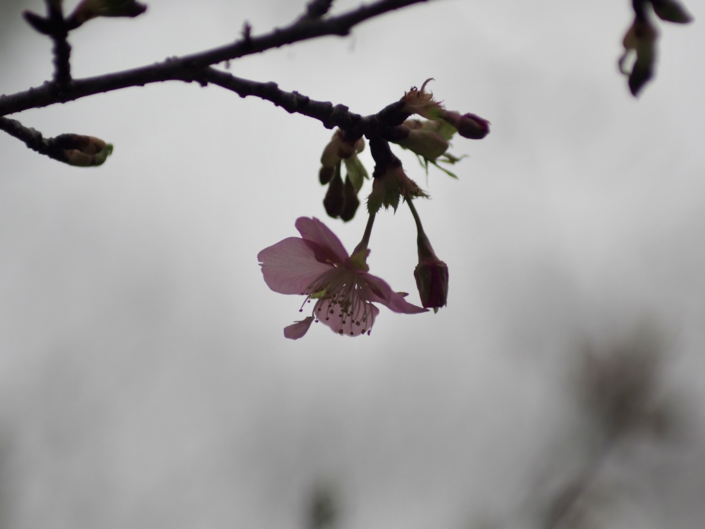 薄曇りの河津桜