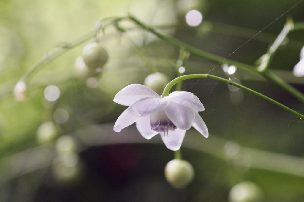 雨上がりのレンゲショウマ