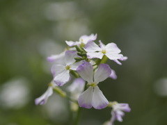 職場の屋上菜園より