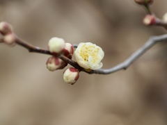 早春の草花展　白梅