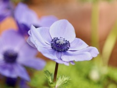 アネモネ　　早春の草花展にて