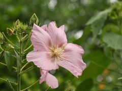 芙蓉