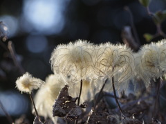 金髪のべっぴんさん達