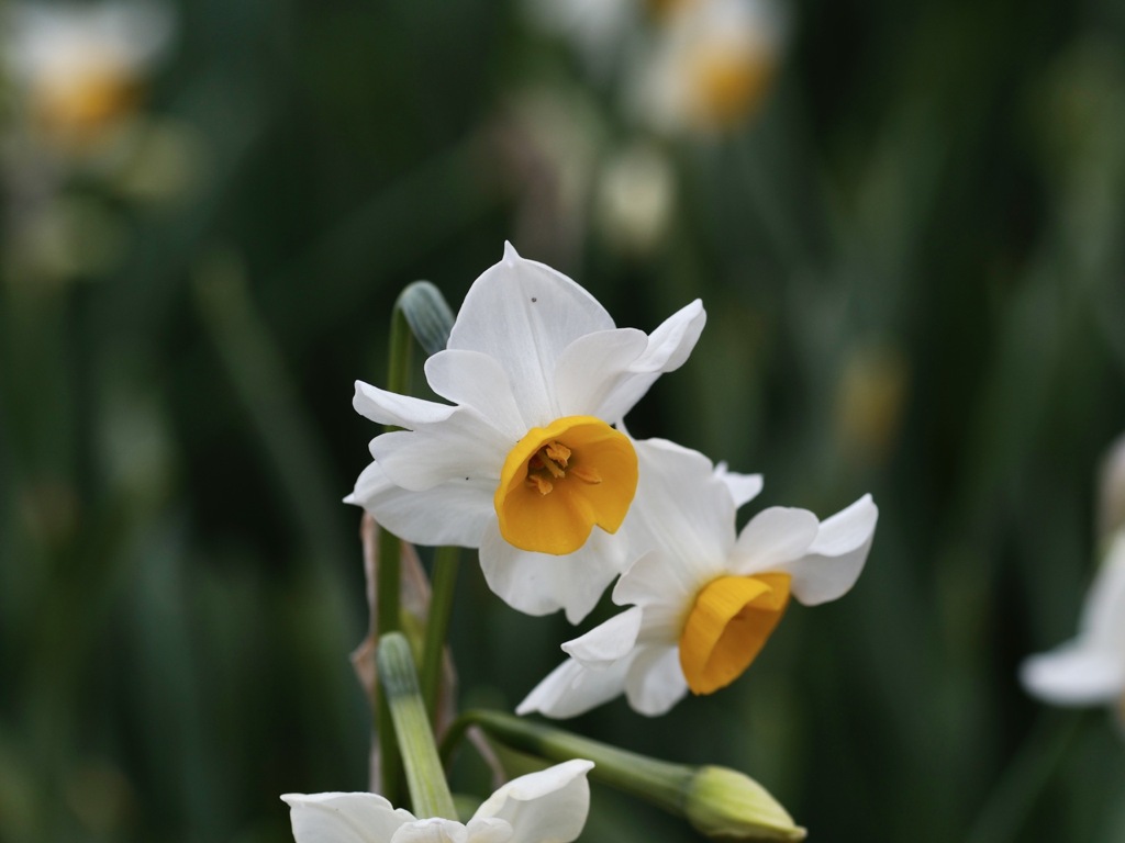 ニホンスイセン