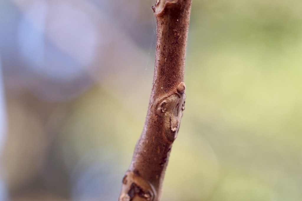 おさーるさんだよー　