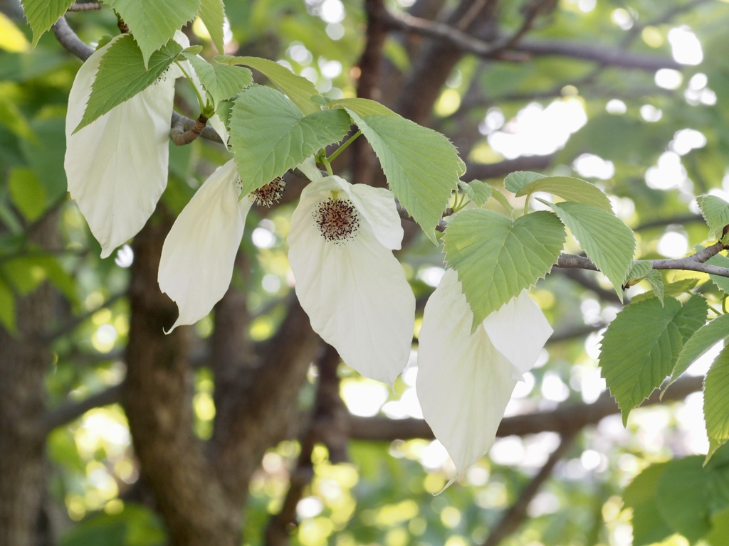幸せの白いハンカチ
