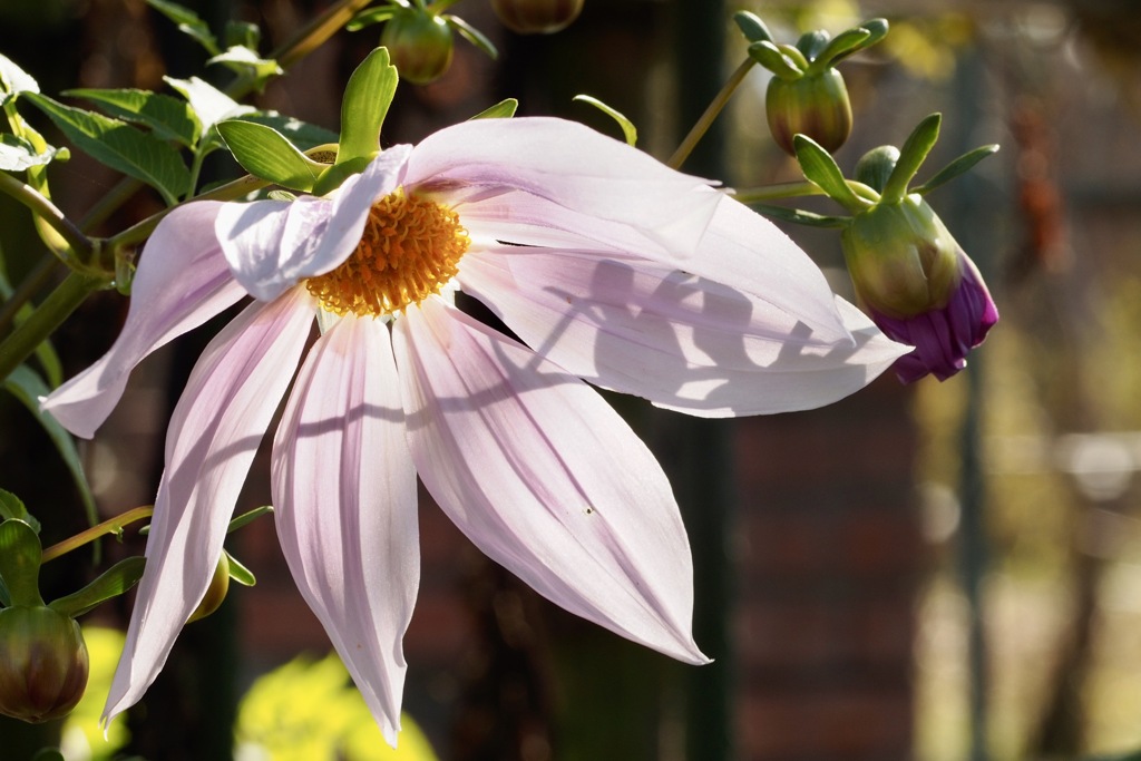 本日も晴天なり