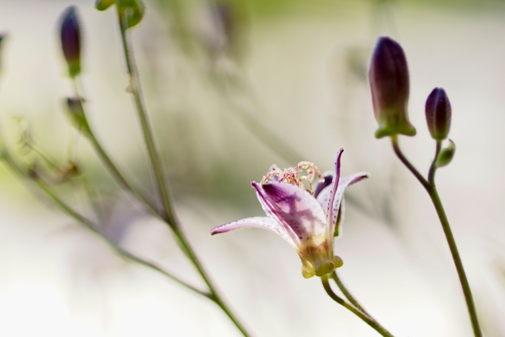 タイワンホトトギス