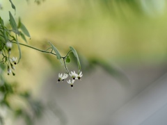 近所のヒヨドリジョウゴ