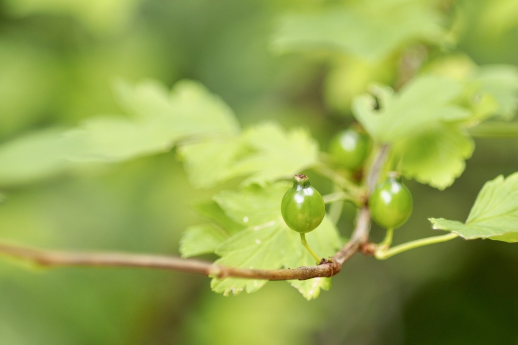 ヤブサンザシの実